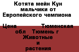 Котята мейн Кун,мальчики,от Европейского чемпиона › Цена ­ 20 000 - Тюменская обл., Тюмень г. Животные и растения » Кошки   